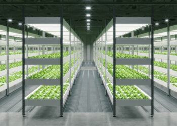 Iluminação artificial ganha destaque na horticultura